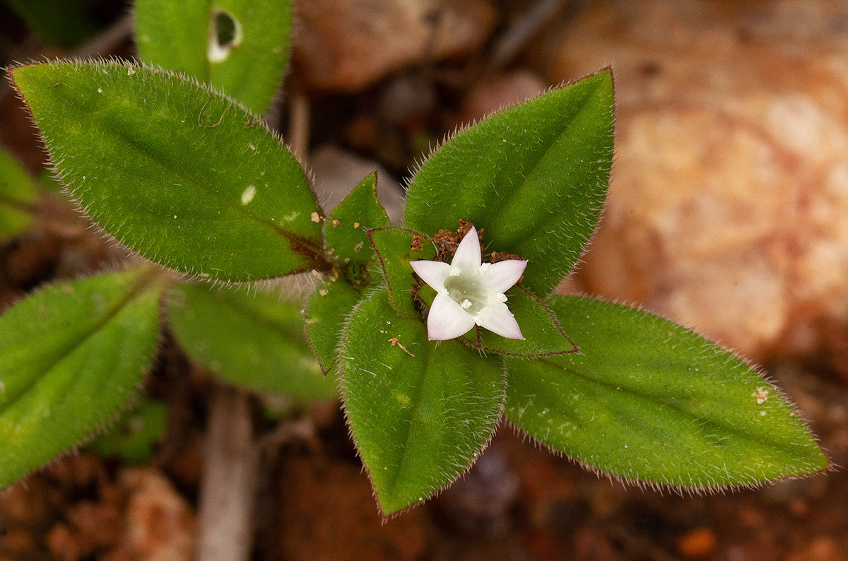 Richardia brasiliensis