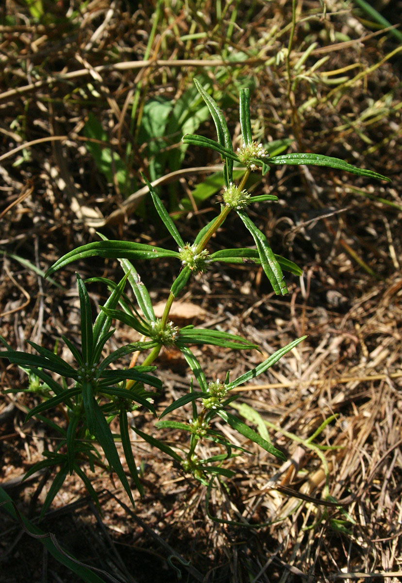 Spermacoce chaetocephala