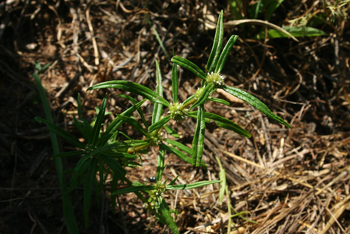 Spermacoce chaetocephala