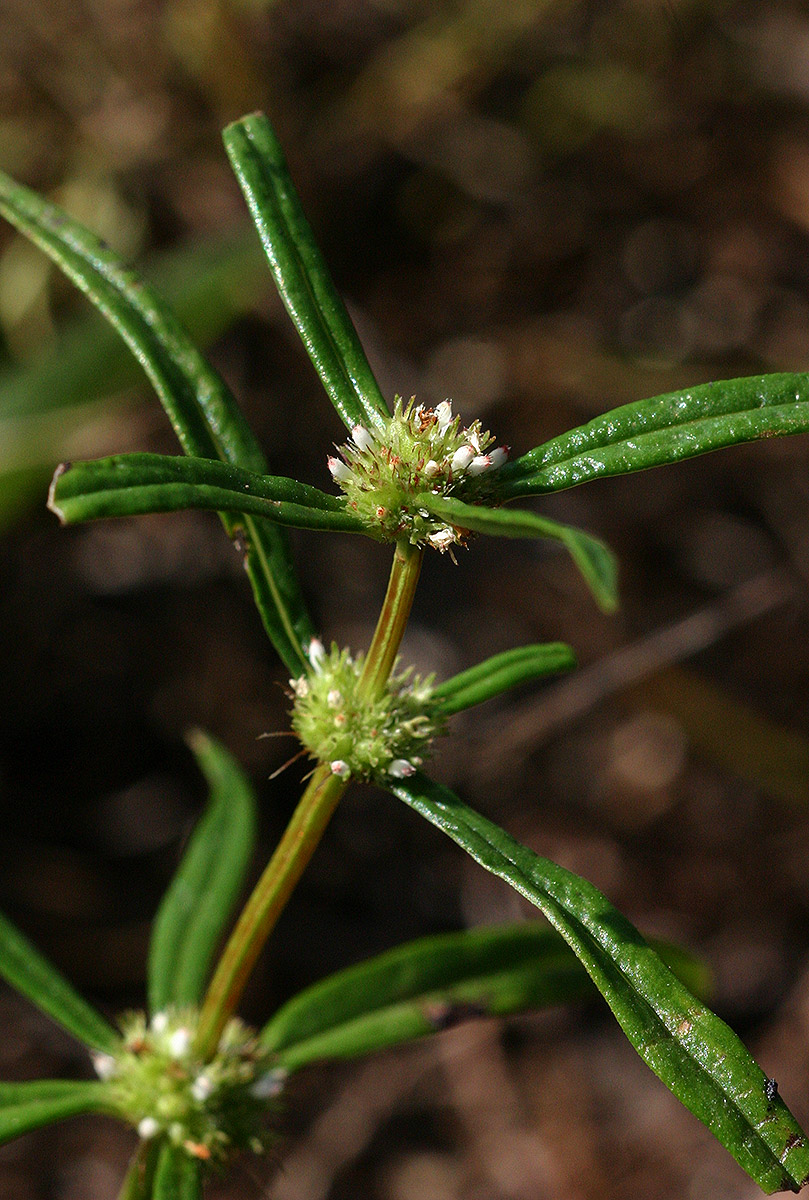 Spermacoce chaetocephala