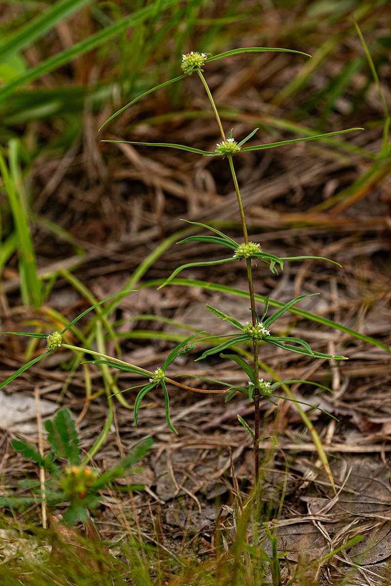 Spermacoce chaetocephala Spermacoce chaetocephala