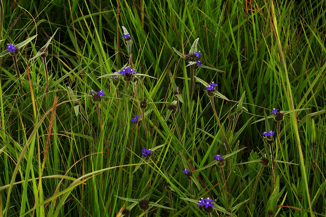 Spermacoce dibrachiata