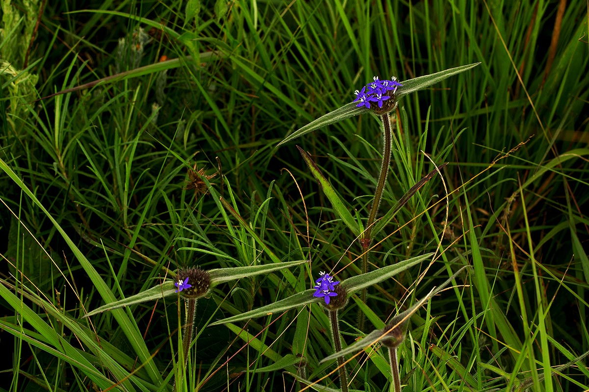 Spermacoce dibrachiata