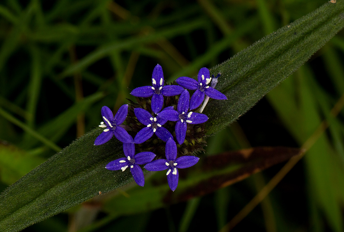 Spermacoce dibrachiata