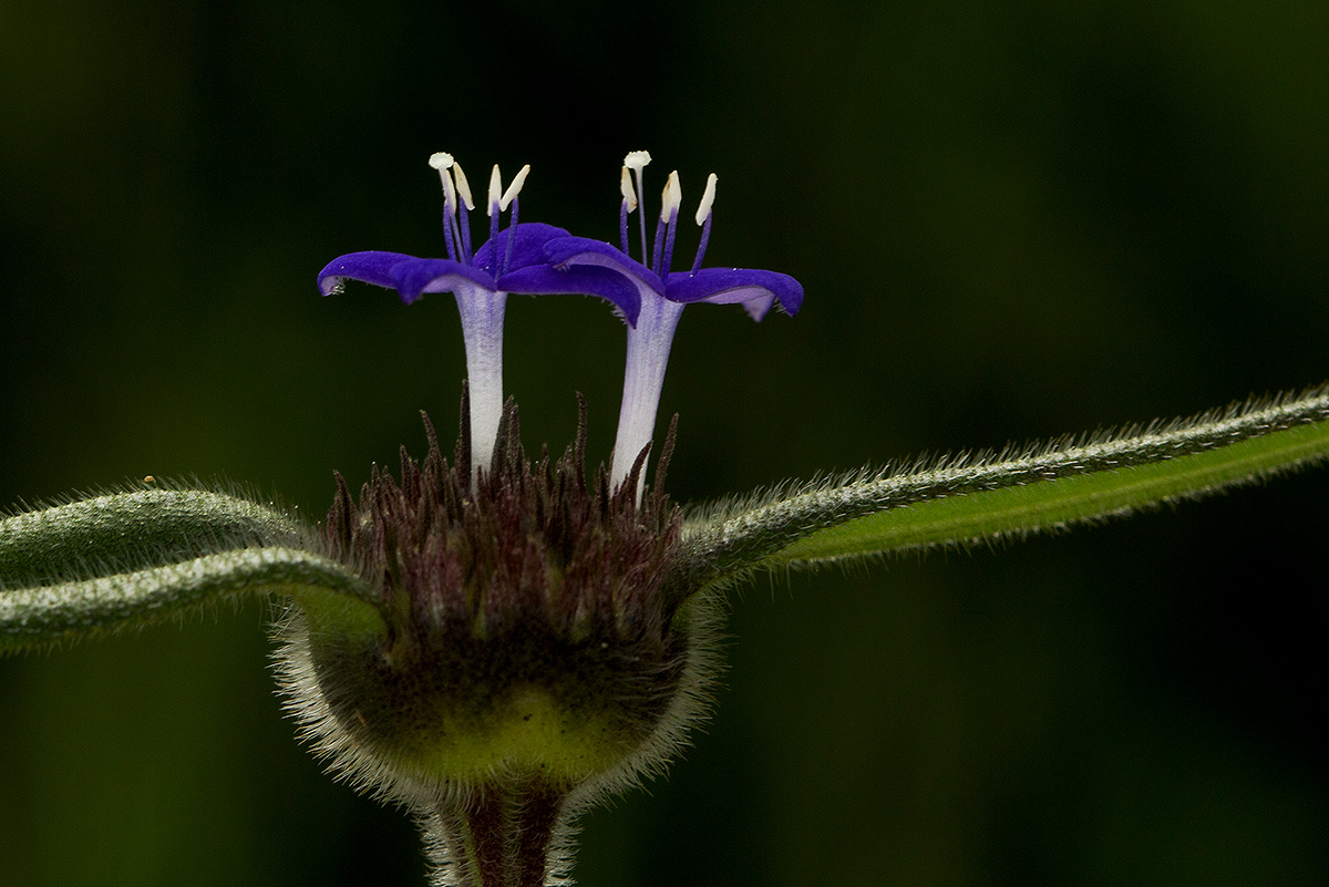 Spermacoce dibrachiata