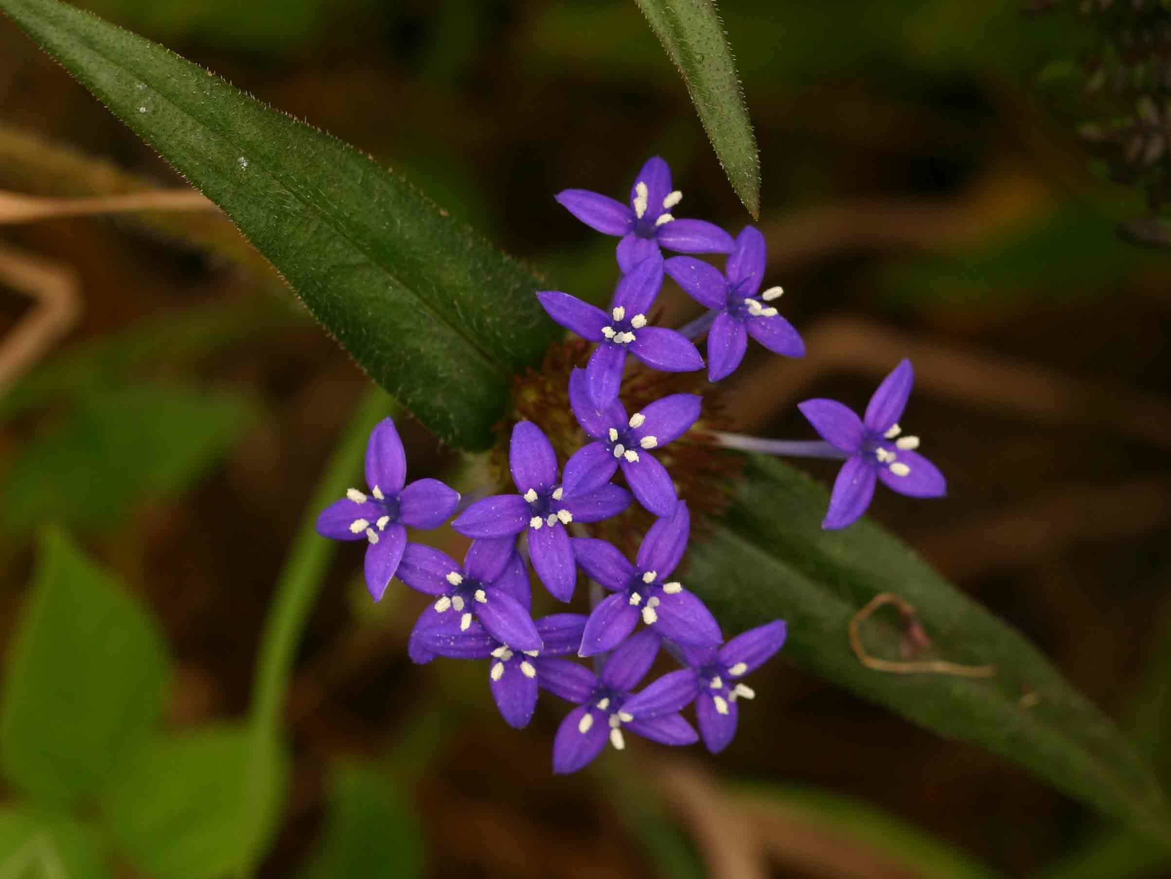 Spermacoce dibrachiata