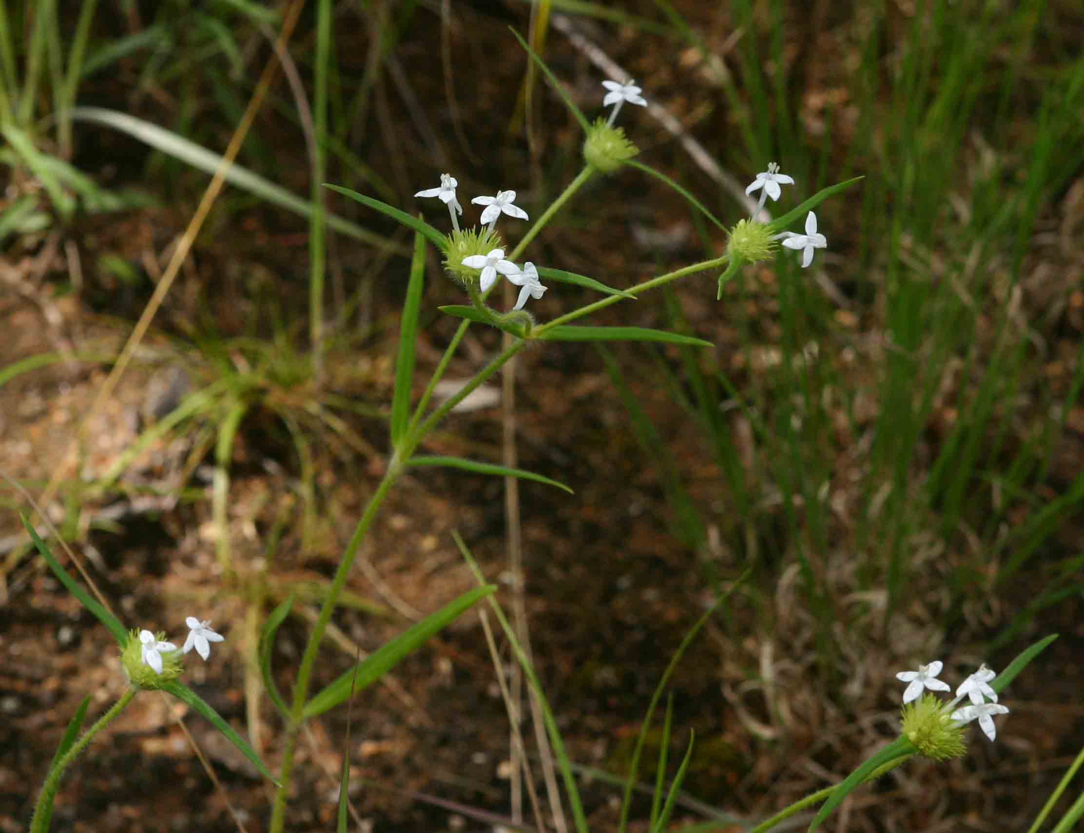 Spermacoce dibrachiata