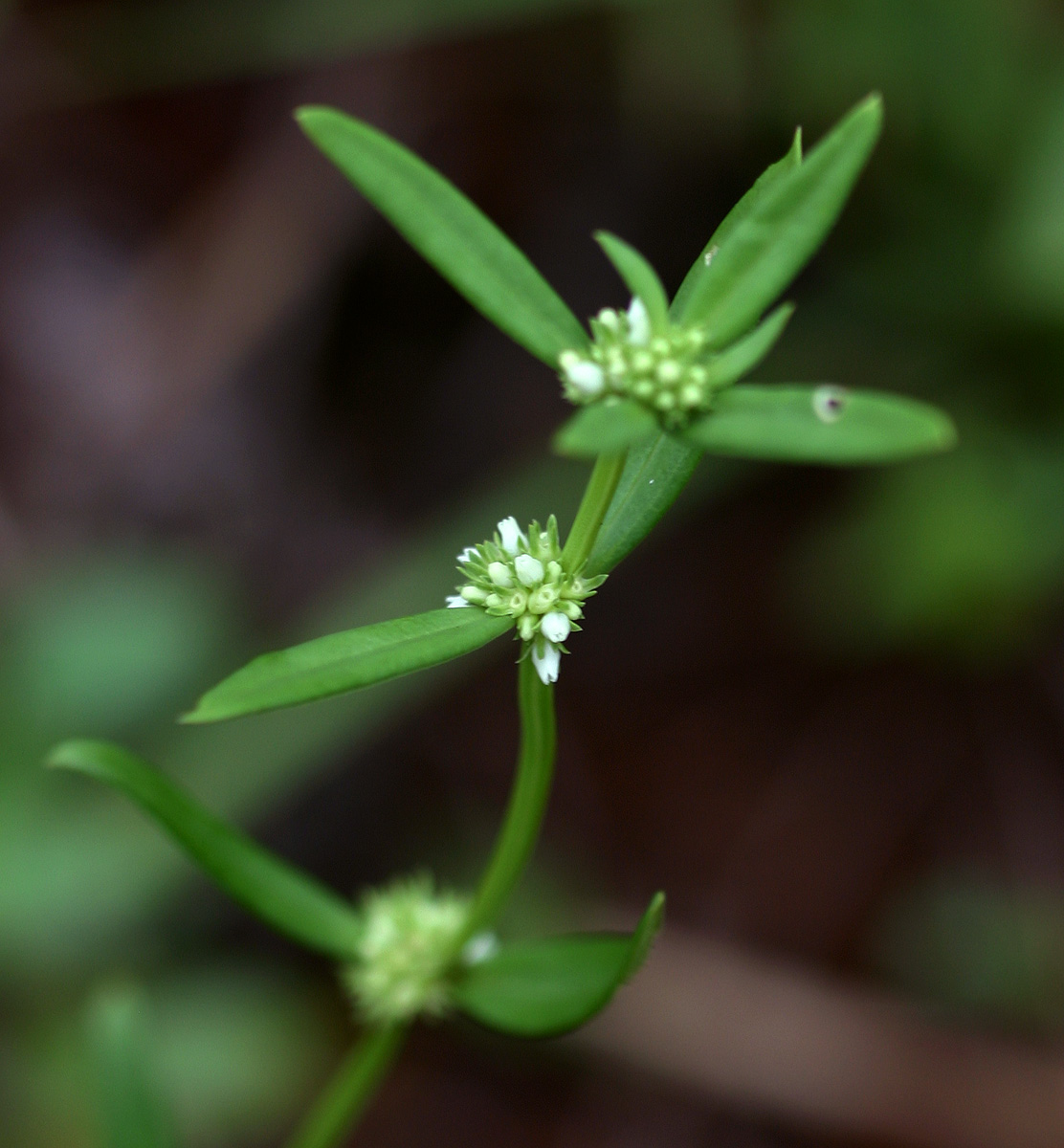 Spermacoce natalensis