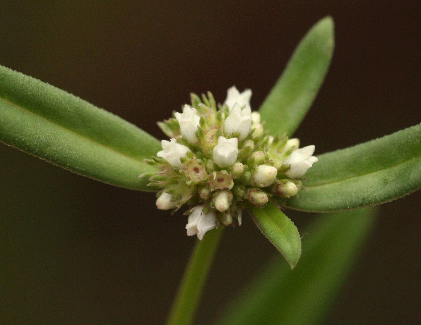 Spermacoce natalensis