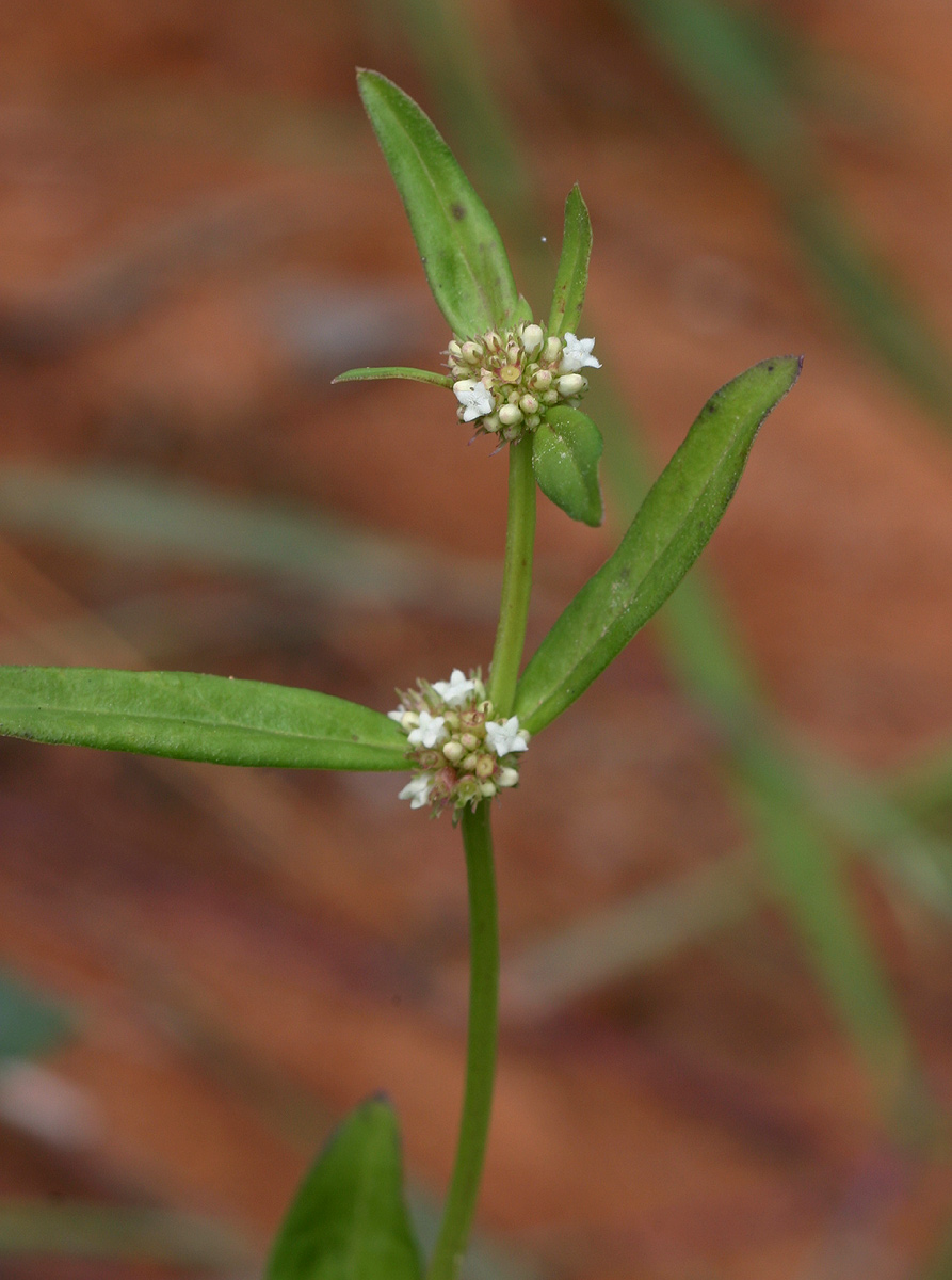 Spermacoce natalensis