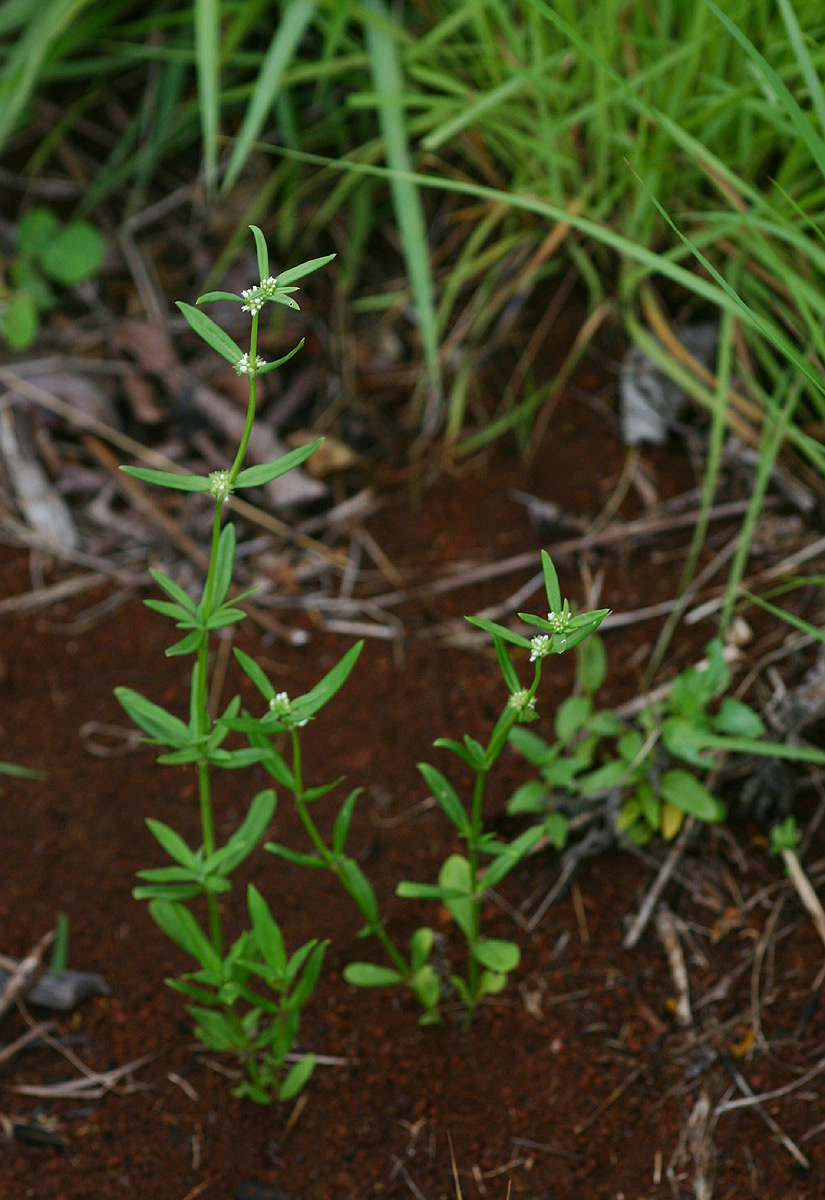 Spermacoce natalensis