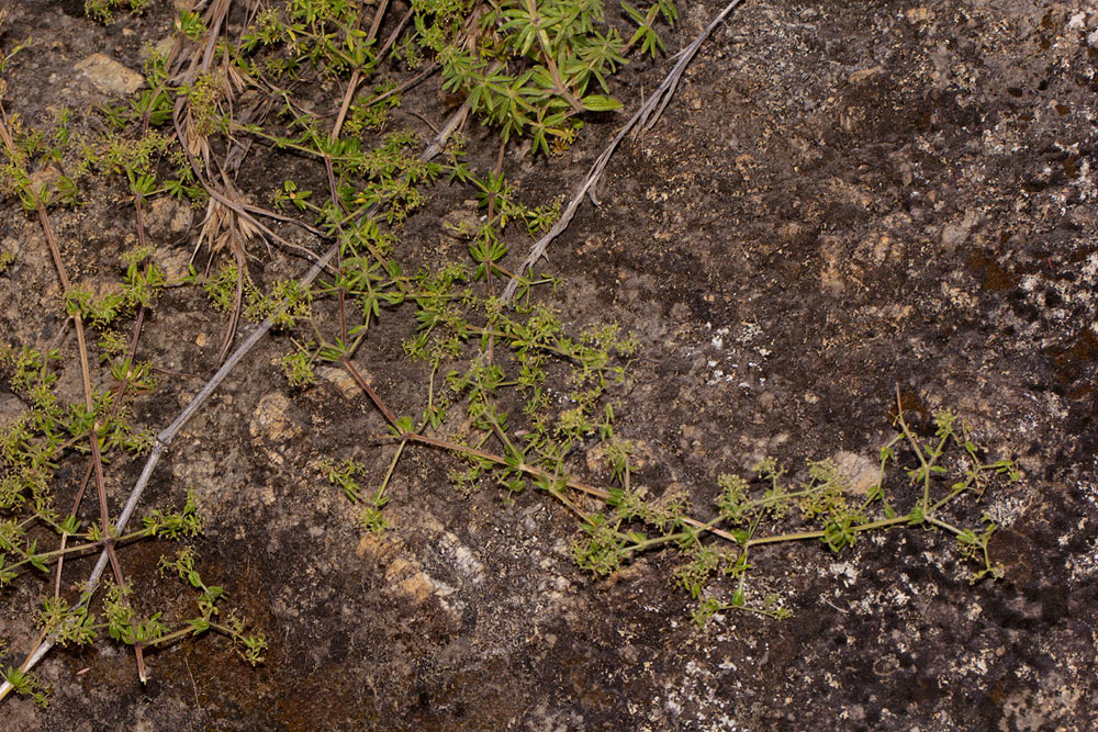 Galium scabrellum