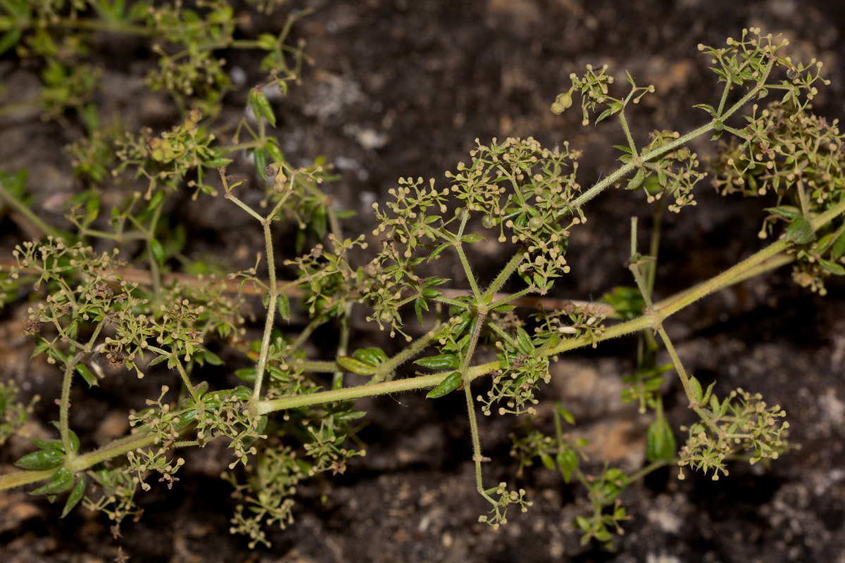 Galium scabrellum