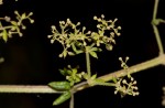 Galium scabrellum