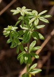 Galium scabrellum
