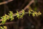 Galium scabrellum