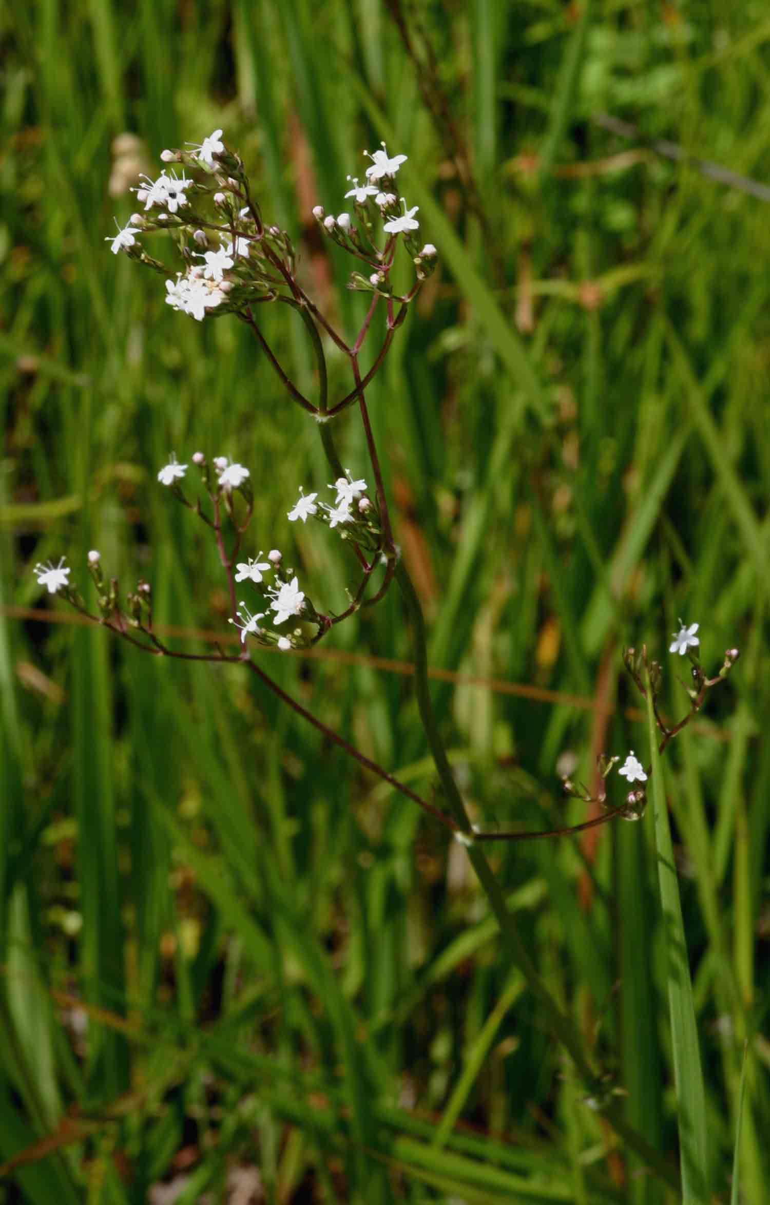 Valeriana capensis var. capensis Valeriana capensis var. capensis