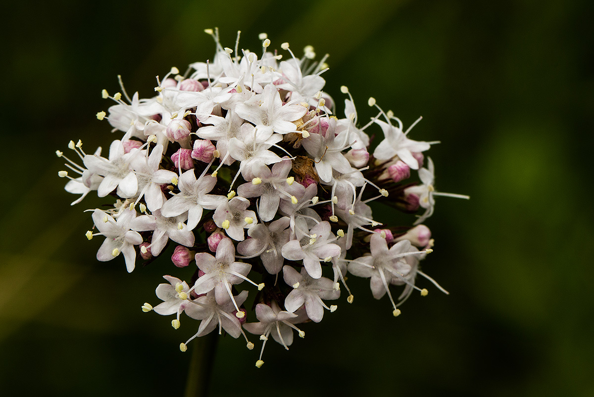Valeriana capensis var. capensis Valeriana capensis var. capensis
