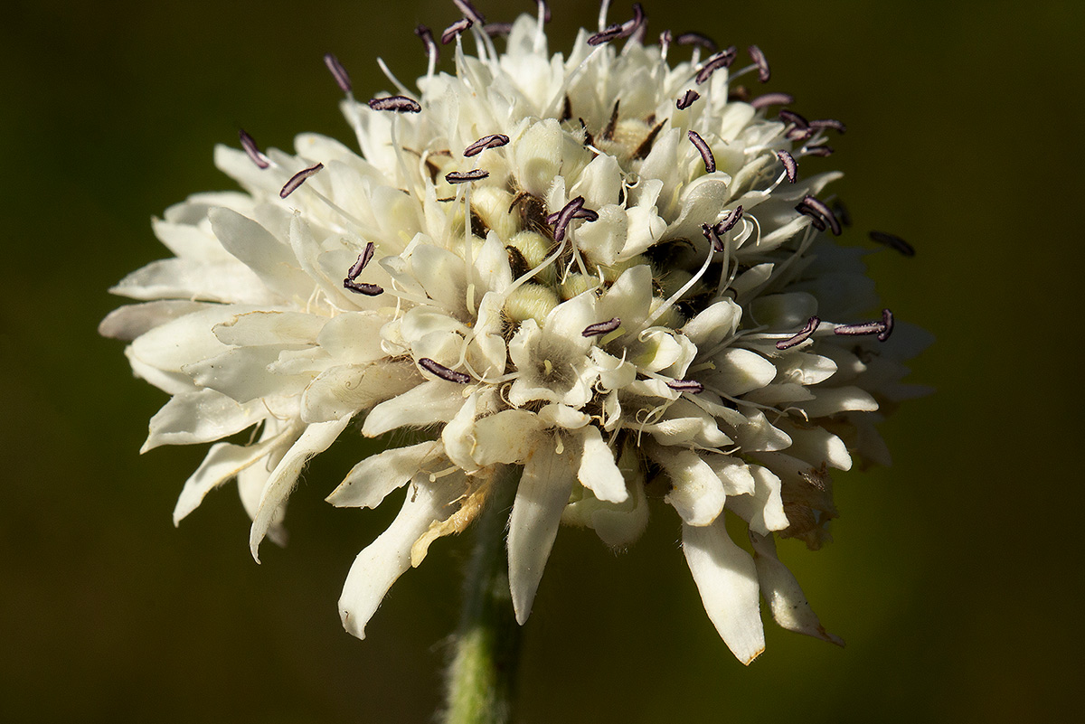 Cephalaria pungens