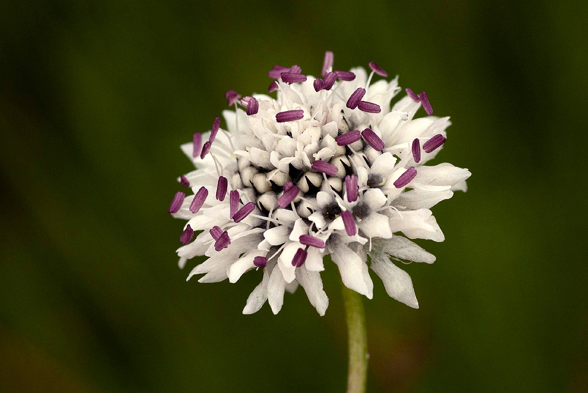 Cephalaria pungens