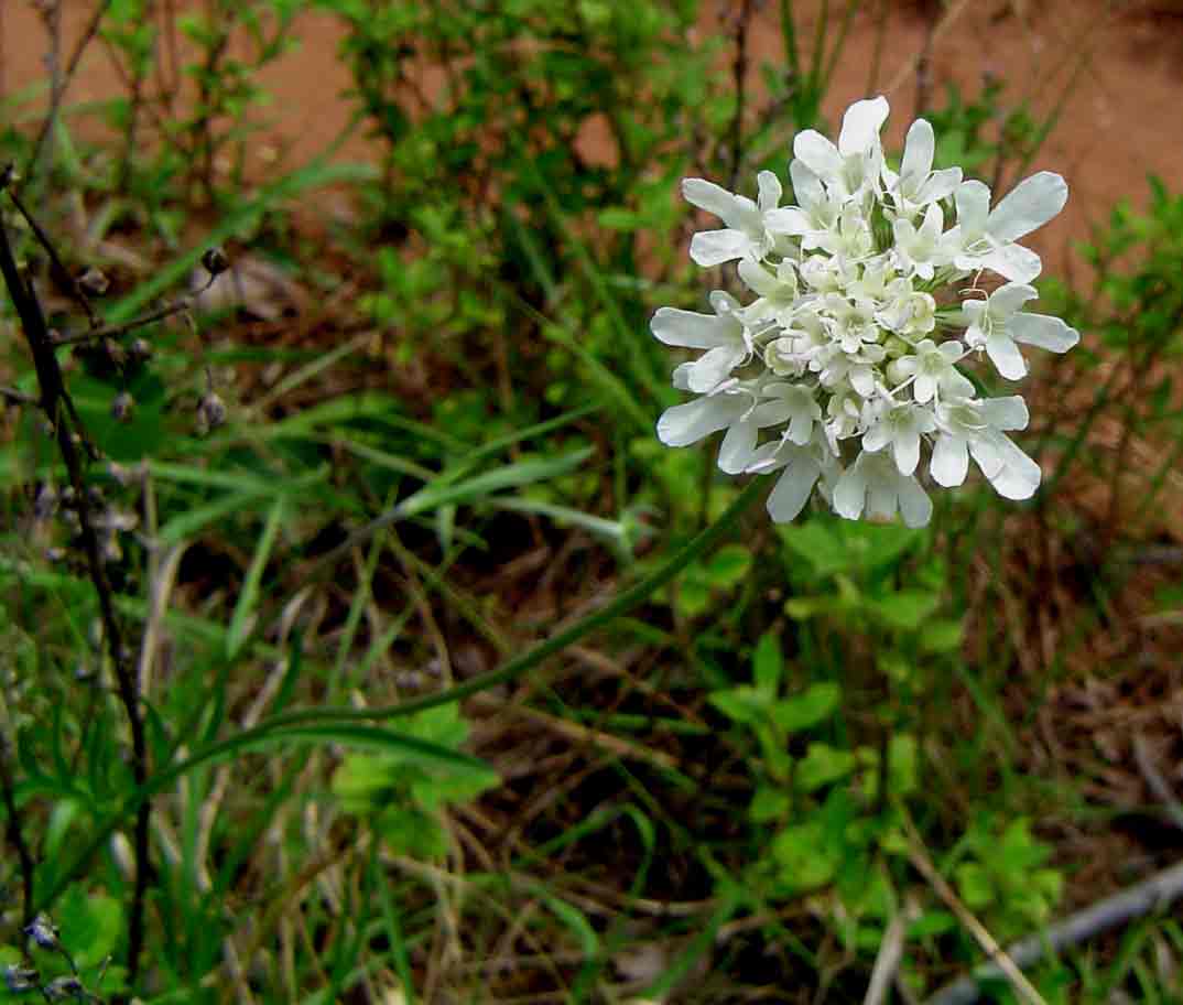 Scabiosa columbaria Scabiosa columbaria