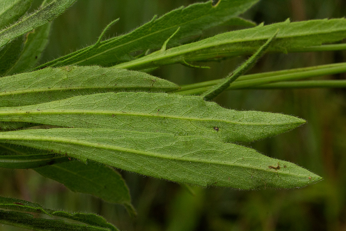 Scabiosa columbaria