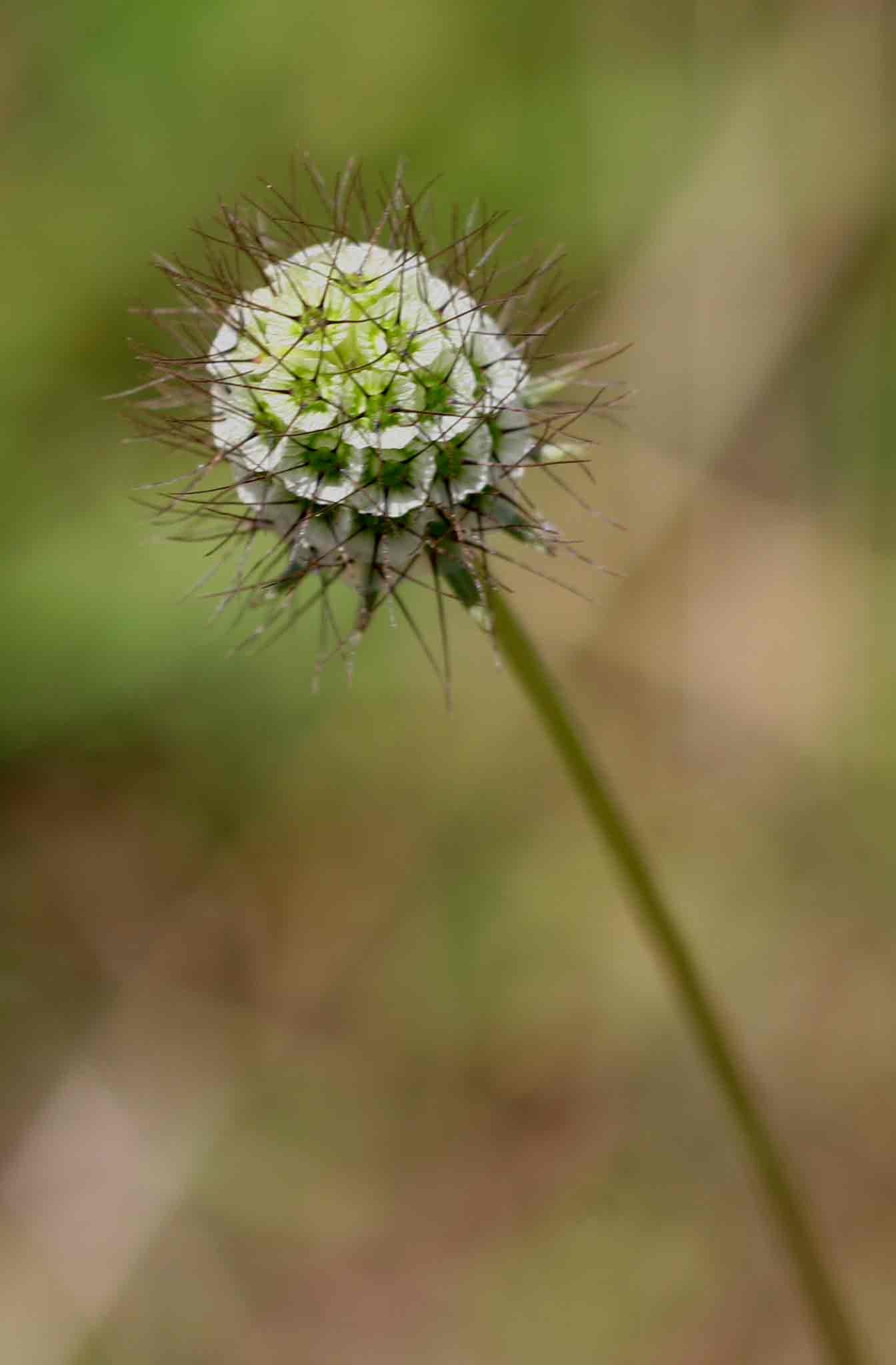 Scabiosa columbaria