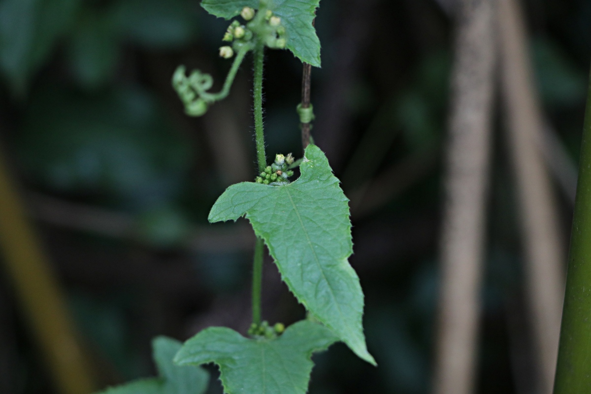 Cucumis maderaspatanus