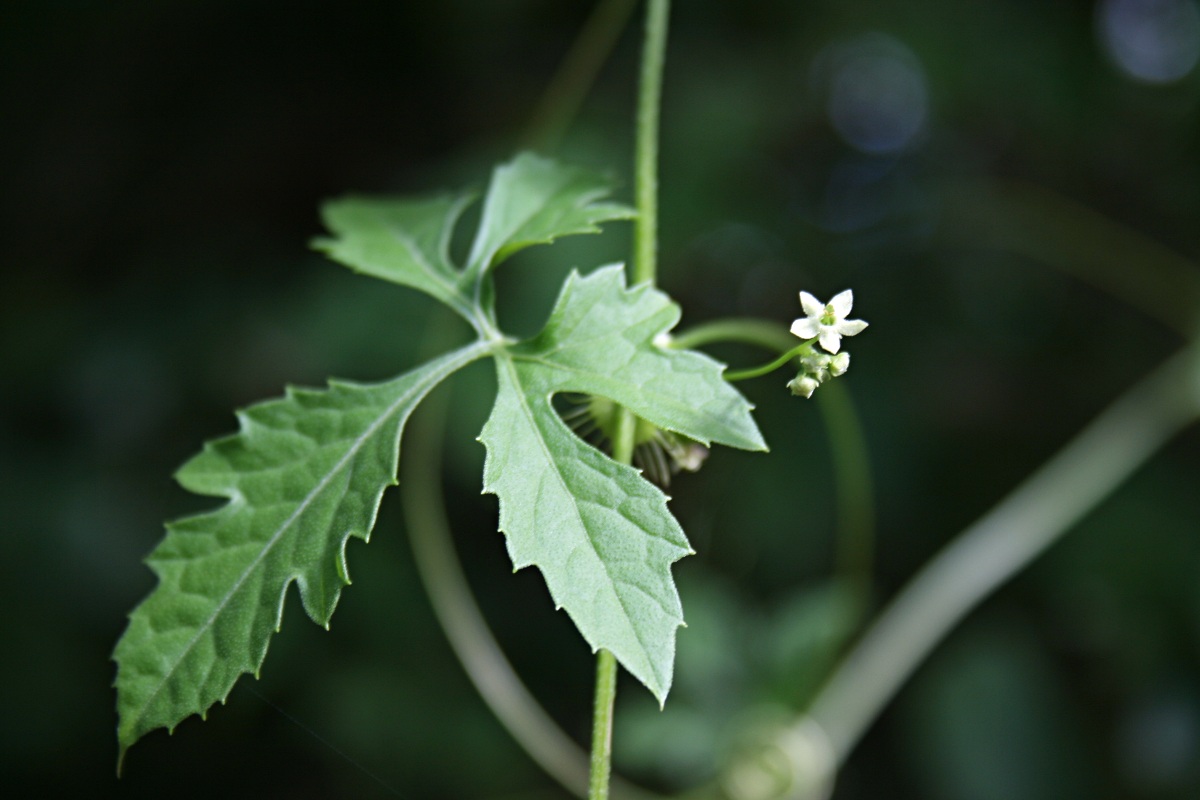 Ctenolepis cerasiformis