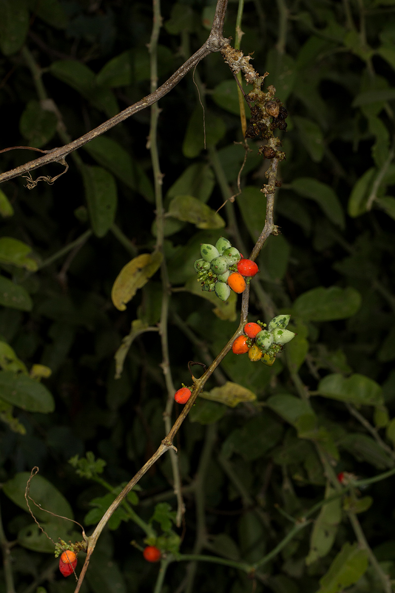Corallocarpus bainesii