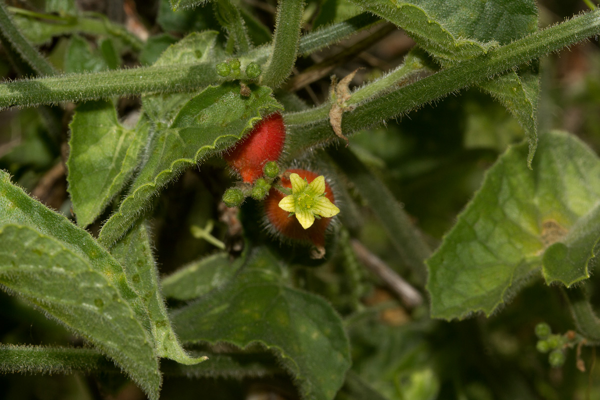 Corallocarpus boehmii Corallocarpus boehmii