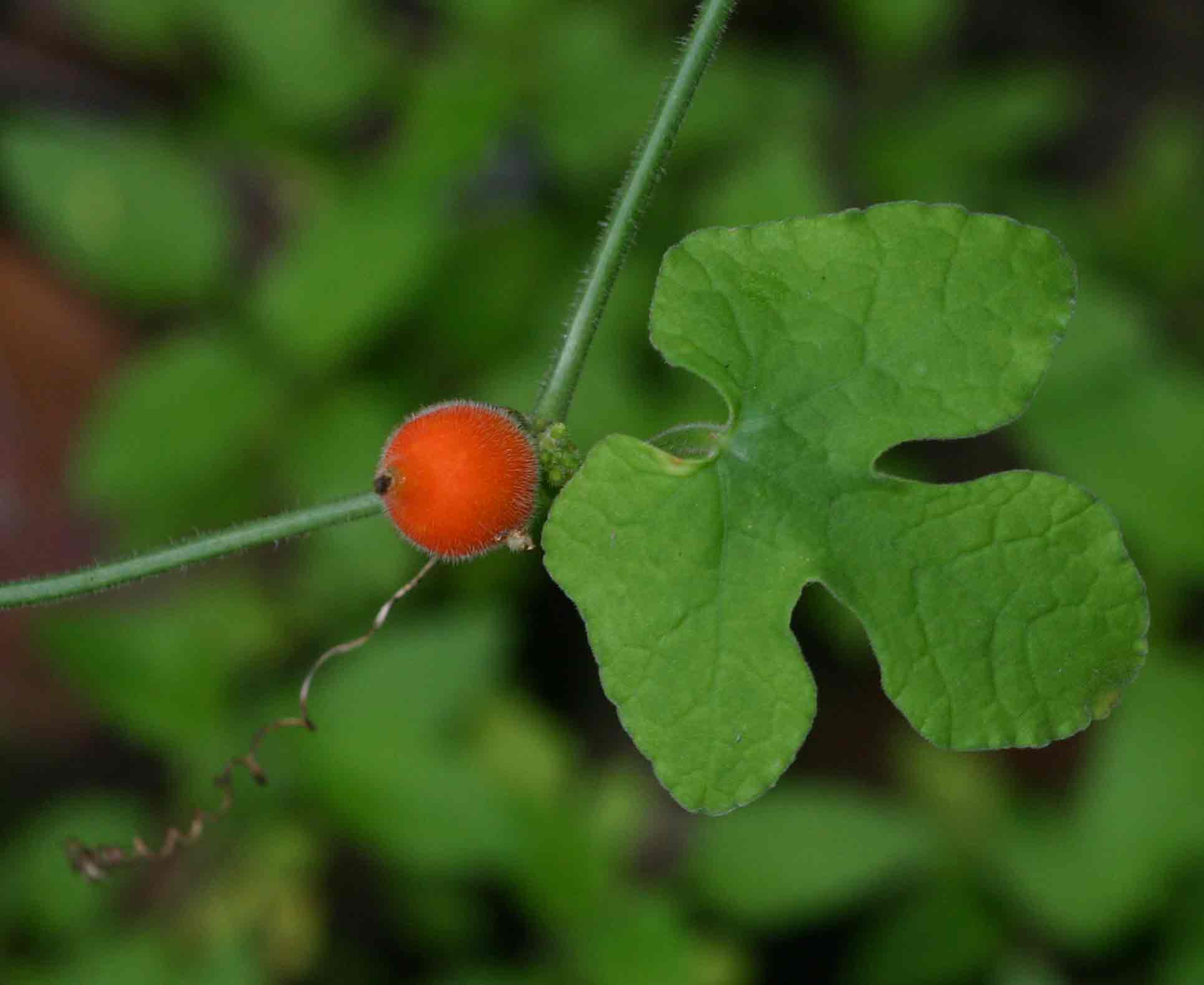 Corallocarpus boehmii