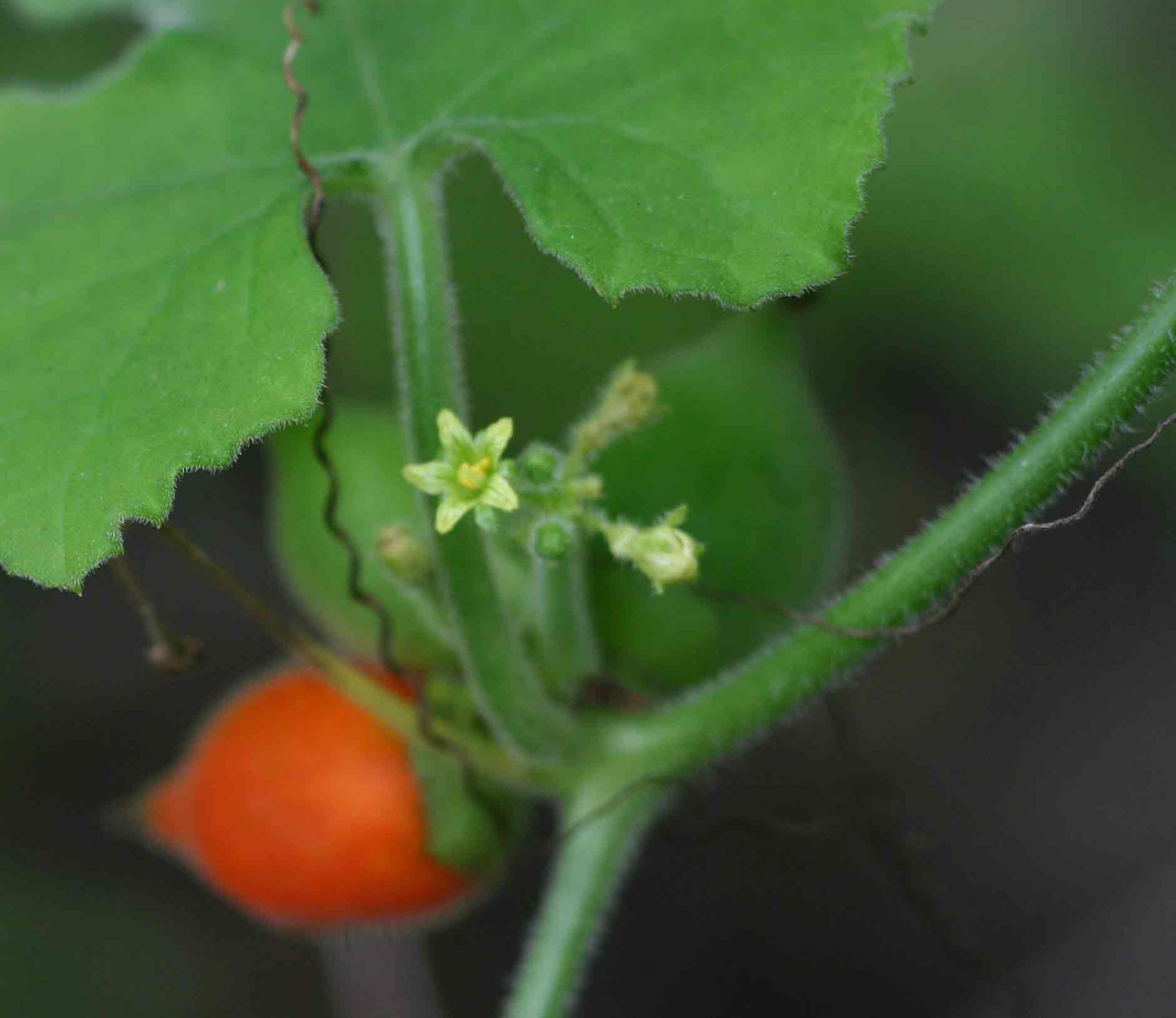 Corallocarpus boehmii Corallocarpus boehmii