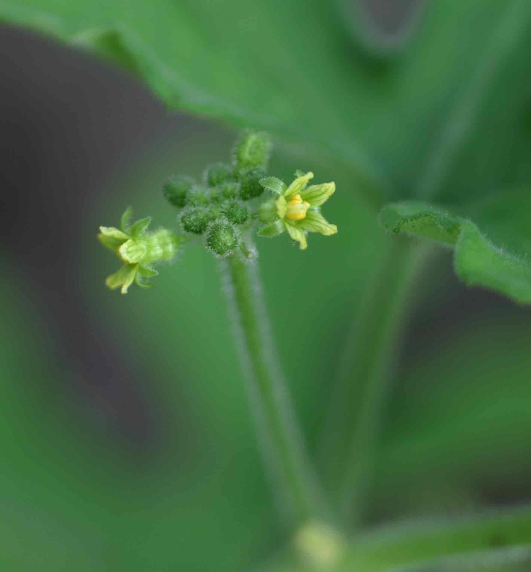 Corallocarpus boehmii