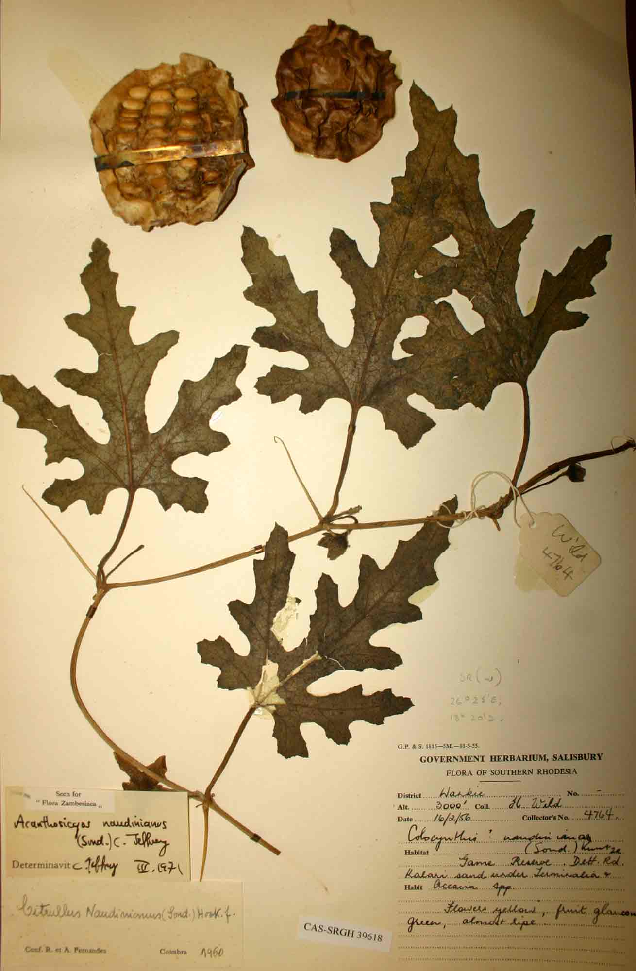 Acanthosicyos naudinianus Acanthosicyos naudinianus