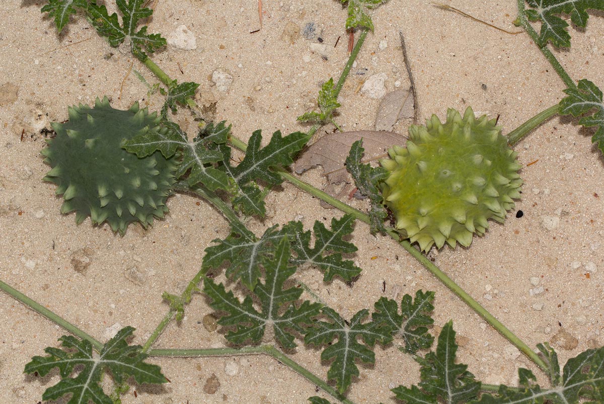 Acanthosicyos naudinianus