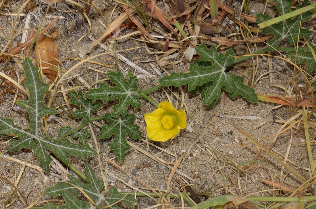 Acanthosicyos naudinianus