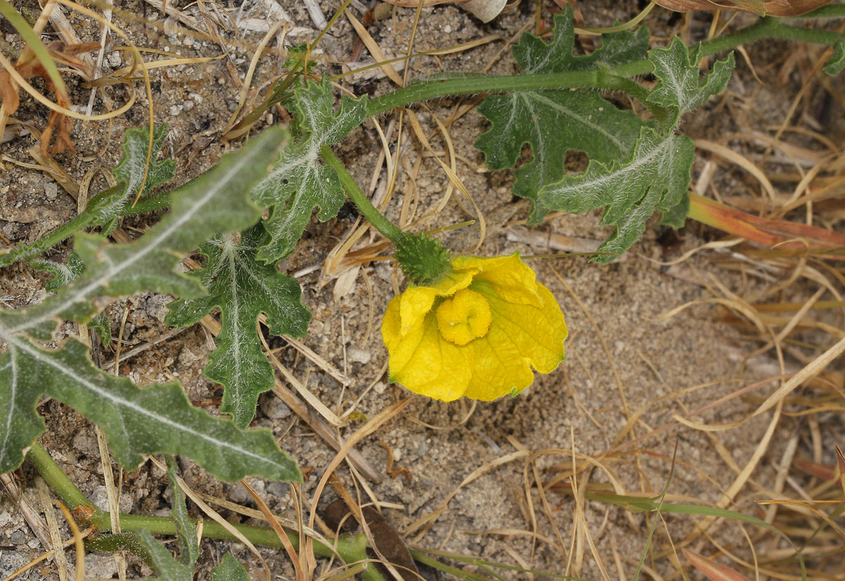 Acanthosicyos naudinianus