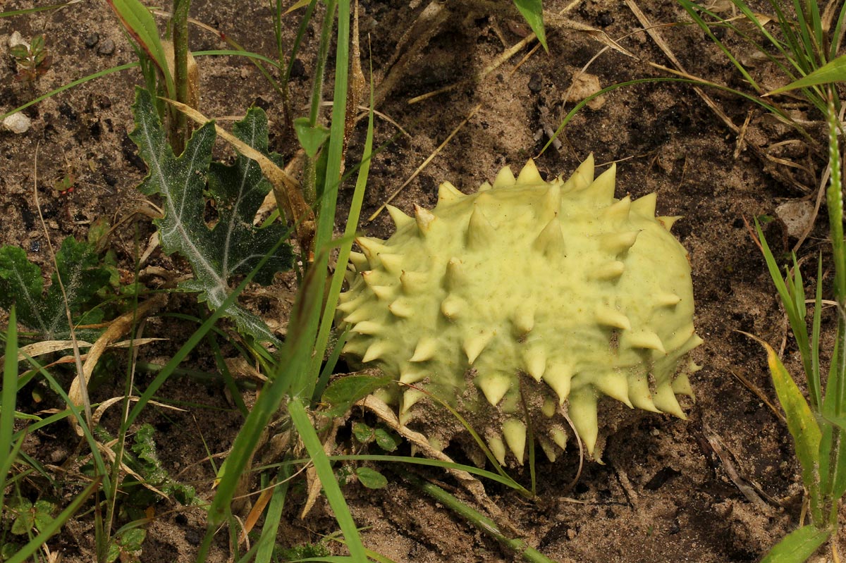 Acanthosicyos naudinianus