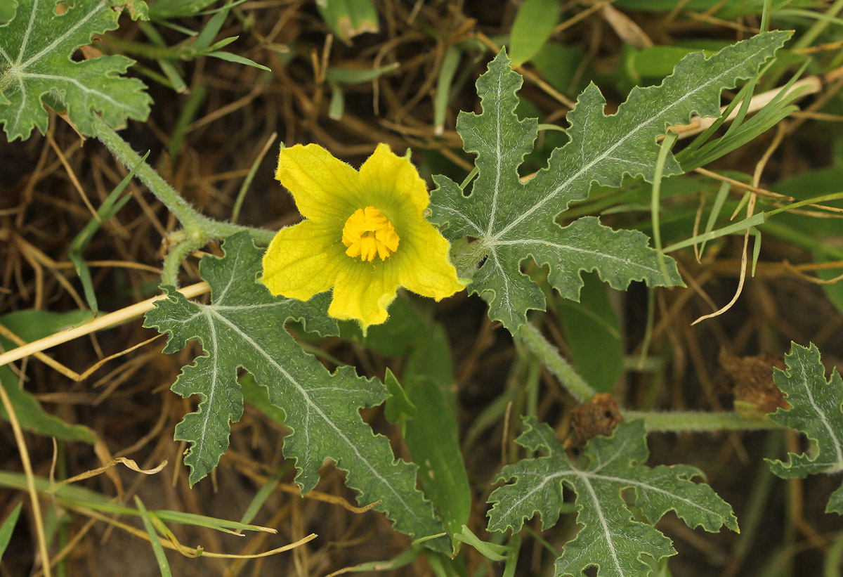 Acanthosicyos naudinianus