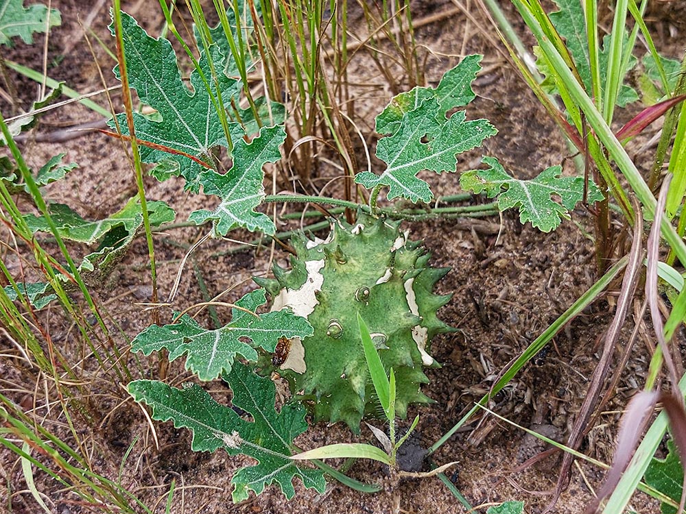 Acanthosicyos naudinianus Acanthosicyos naudinianus