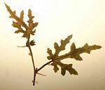 Acanthosicyos naudinianus