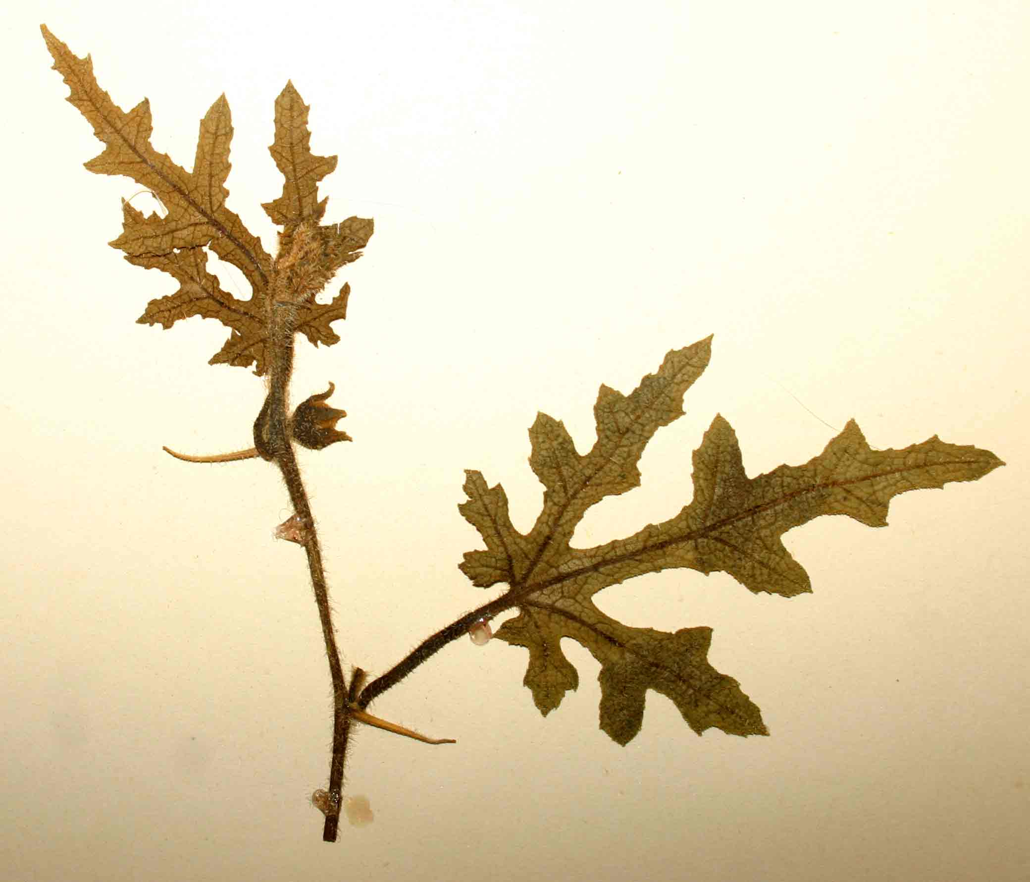 Acanthosicyos naudinianus