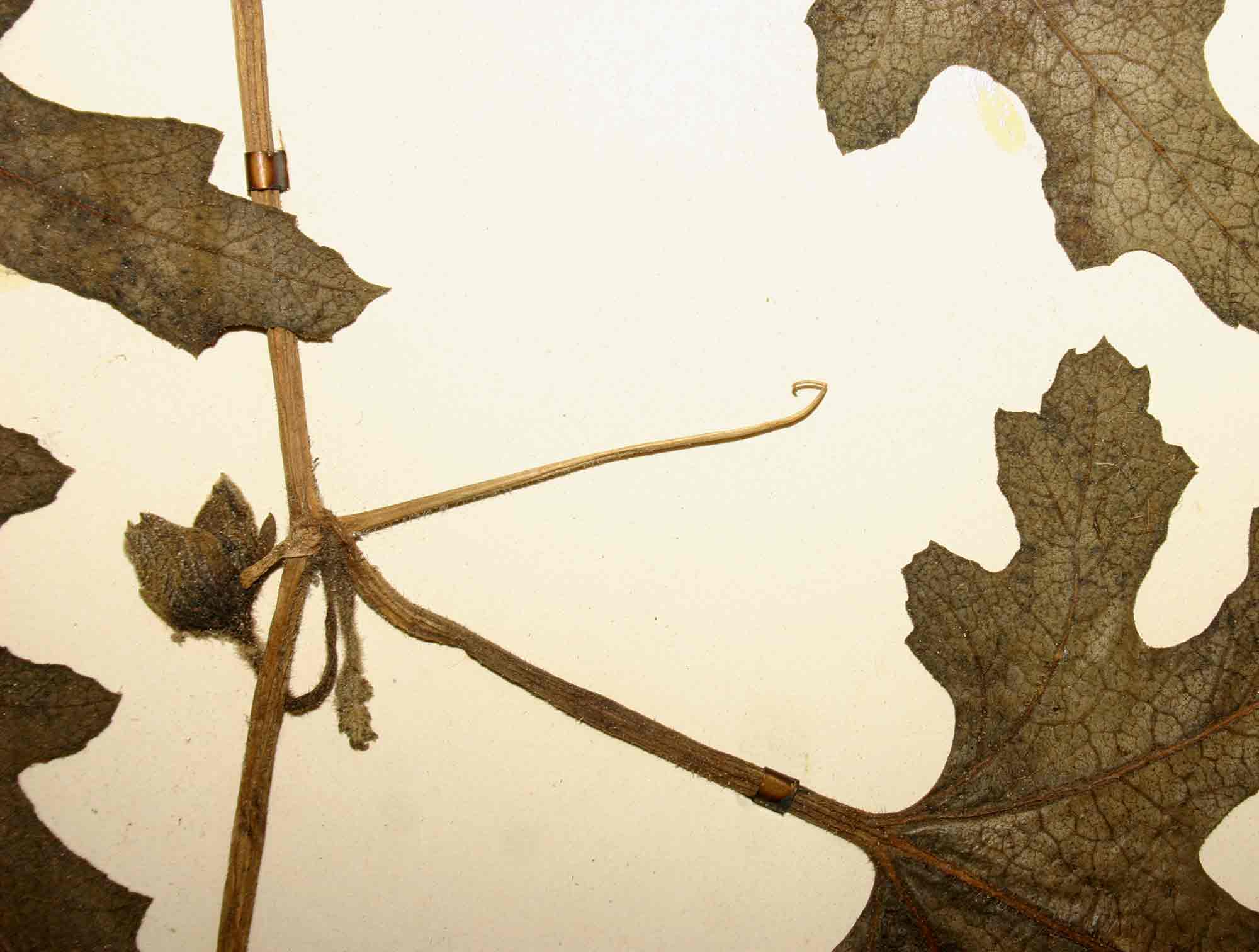 Acanthosicyos naudinianus Acanthosicyos naudinianus