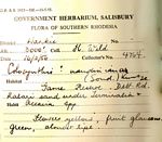 Acanthosicyos naudinianus