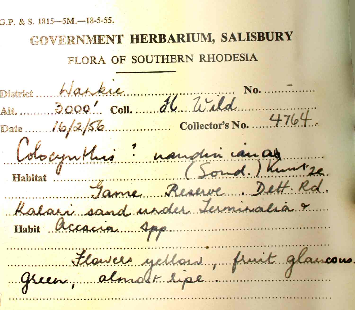 Acanthosicyos naudinianus Acanthosicyos naudinianus