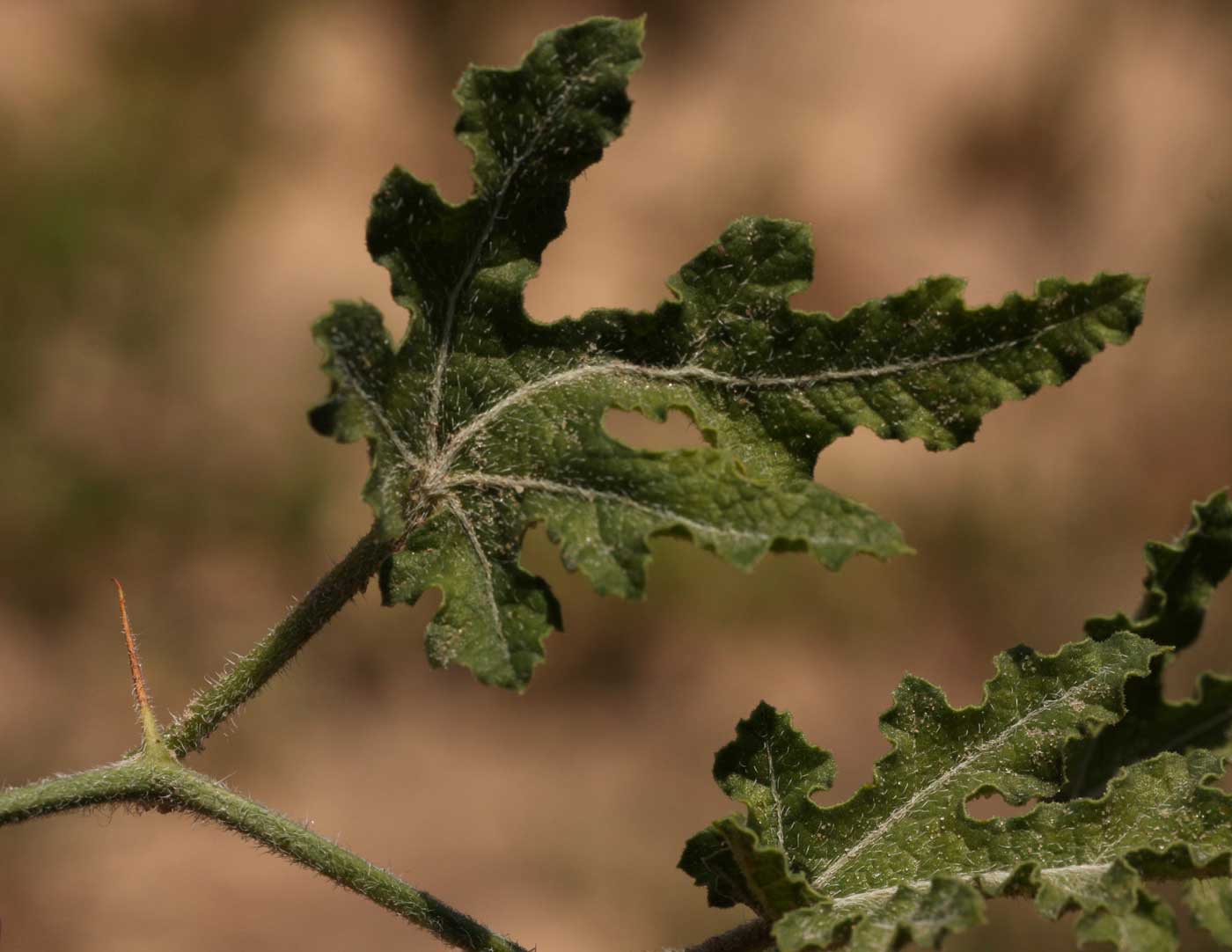 Acanthosicyos naudinianus