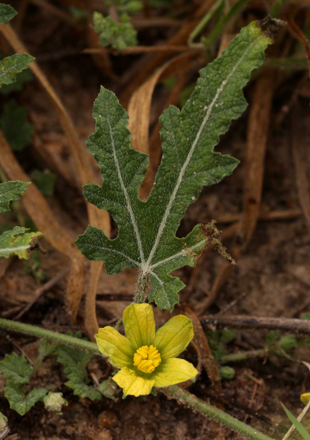 Acanthosicyos naudinianus