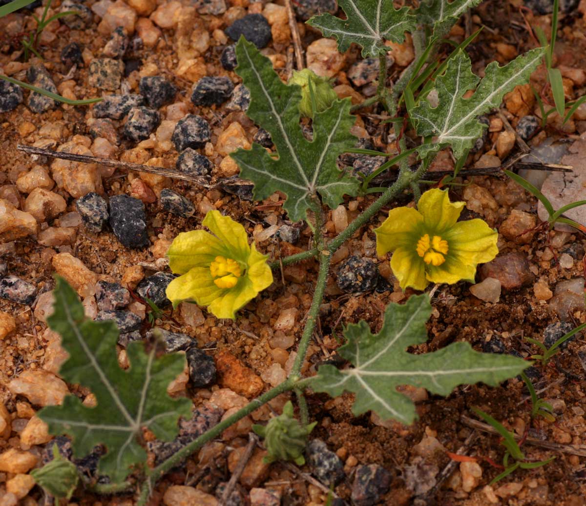 Acanthosicyos naudinianus