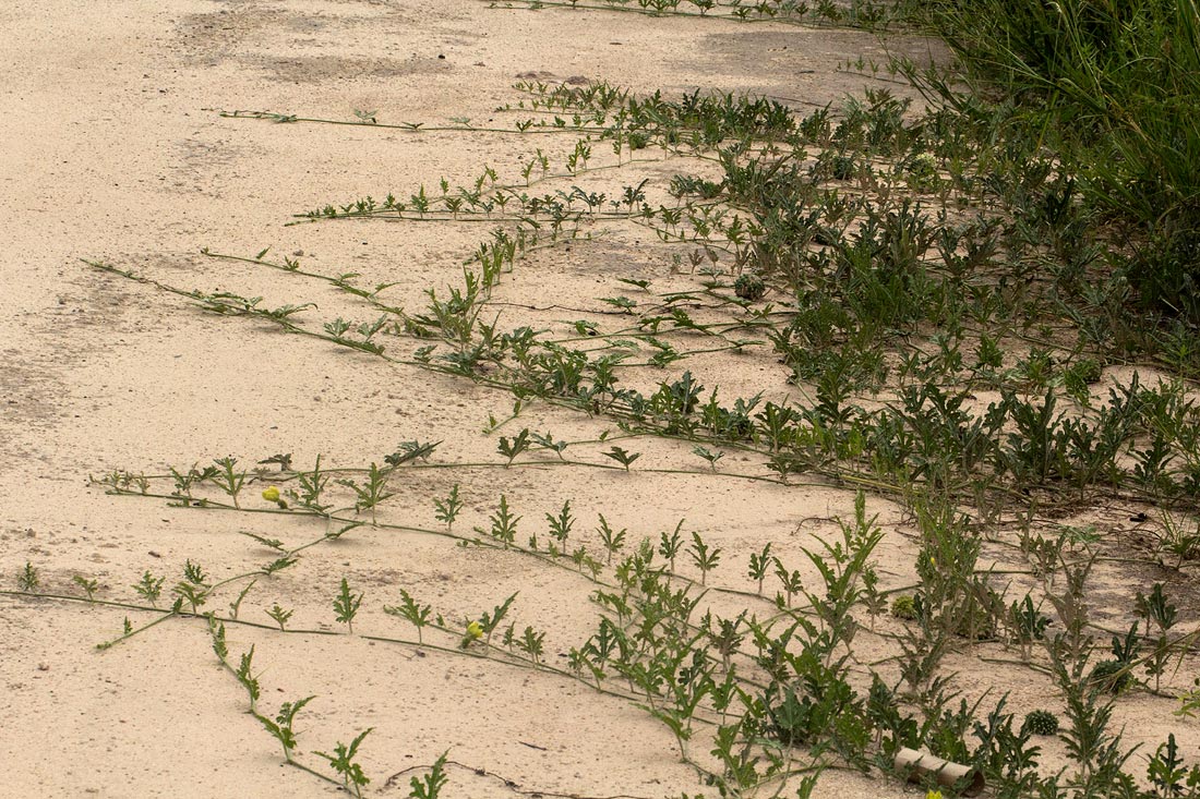 Acanthosicyos naudinianus